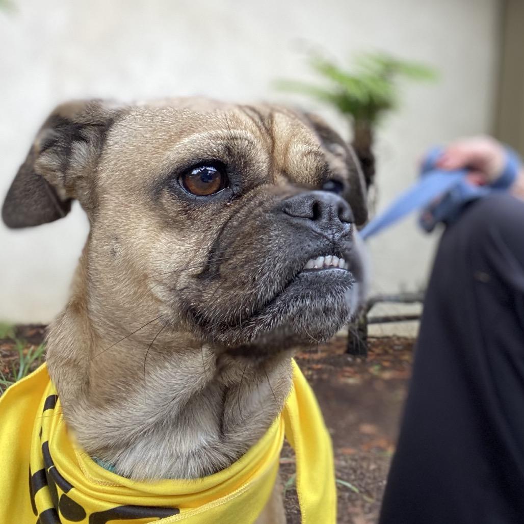 Enlarge Bowser, a Adoptable mixed breed in San Francisco, CA image 4/6