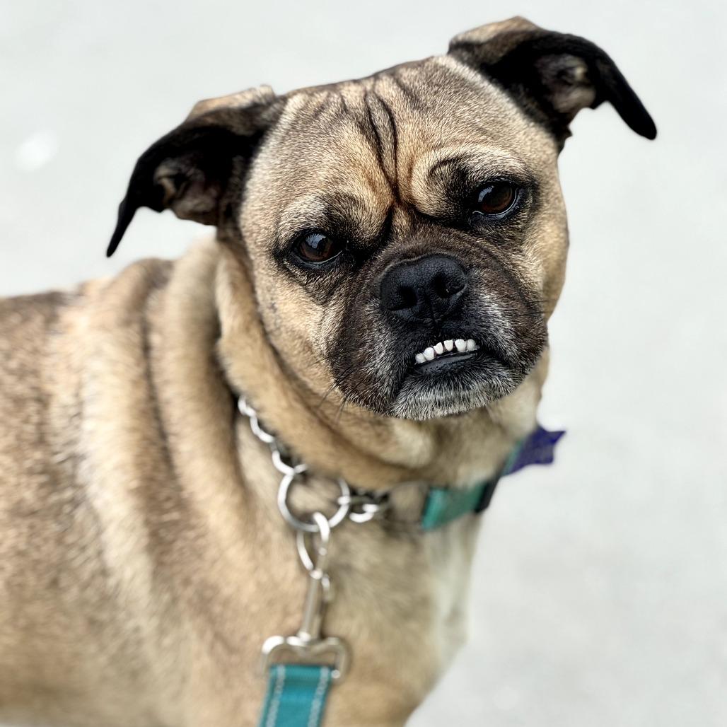 Enlarge Bowser, a Adoptable mixed breed in San Francisco, CA image 5/6
