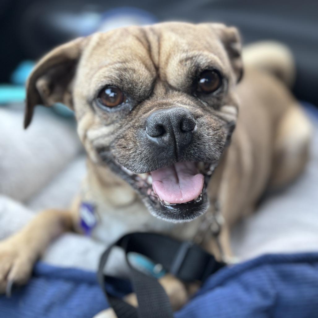 Enlarge Bowser, a Adoptable mixed breed in San Francisco, CA image 5/6