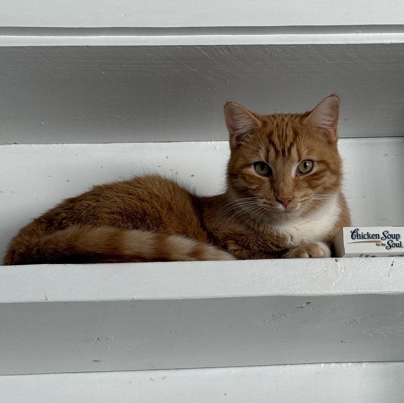 Enlarge Phyllis, a Adoptable Domestic Short Hair in Franklin, PA image 1/1