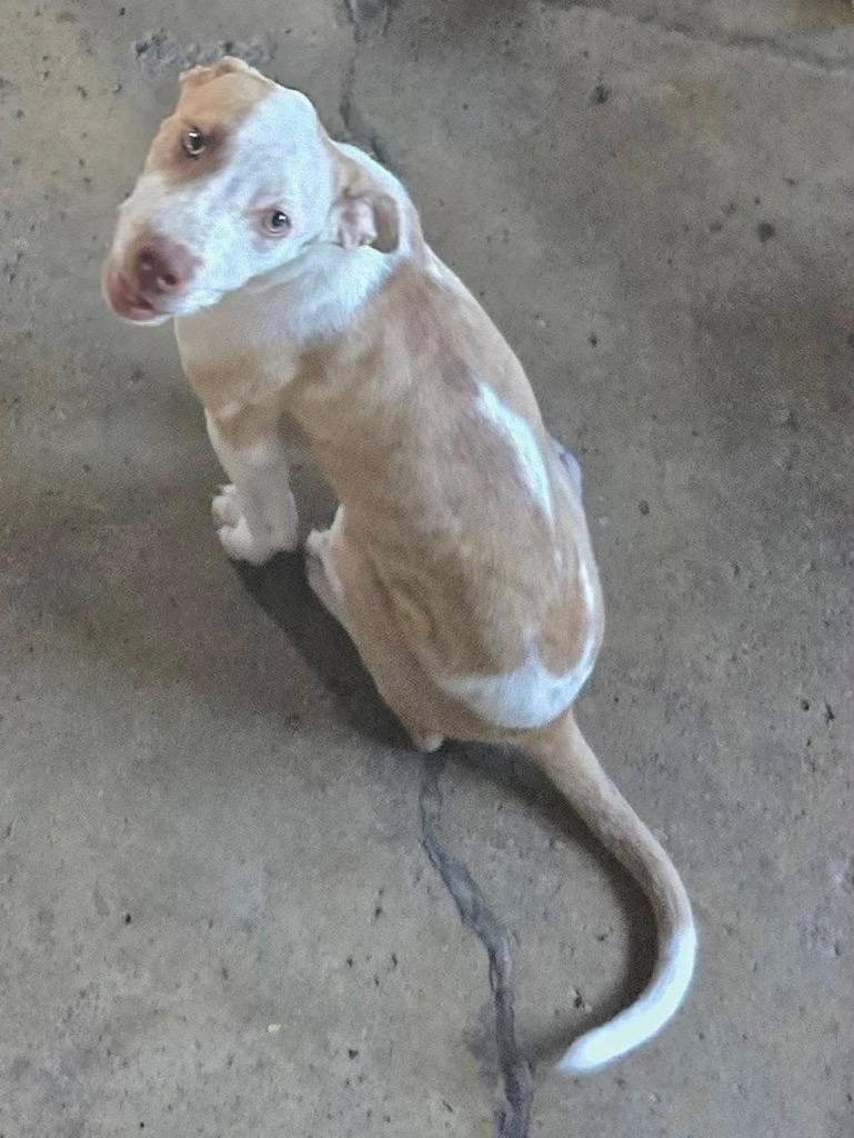 Nina, Adoptable, Young Female Mixed Breed.