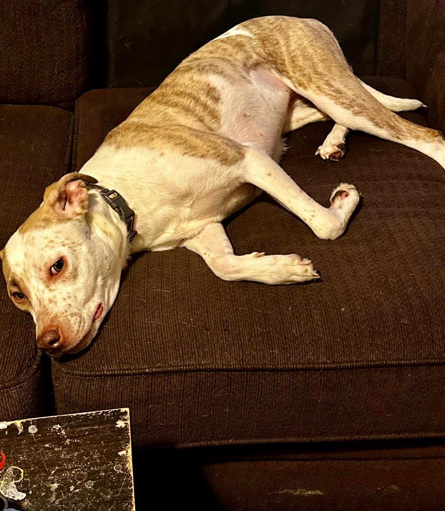 Enlarge Nina, a Adoptable mixed breed in Saint James, MN image 2/3