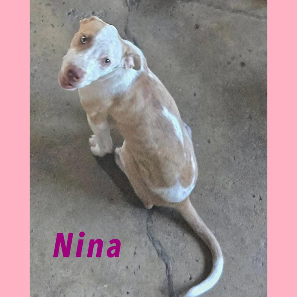 Enlarge Nina, a Adoptable mixed breed in Saint James, MN image 3/3