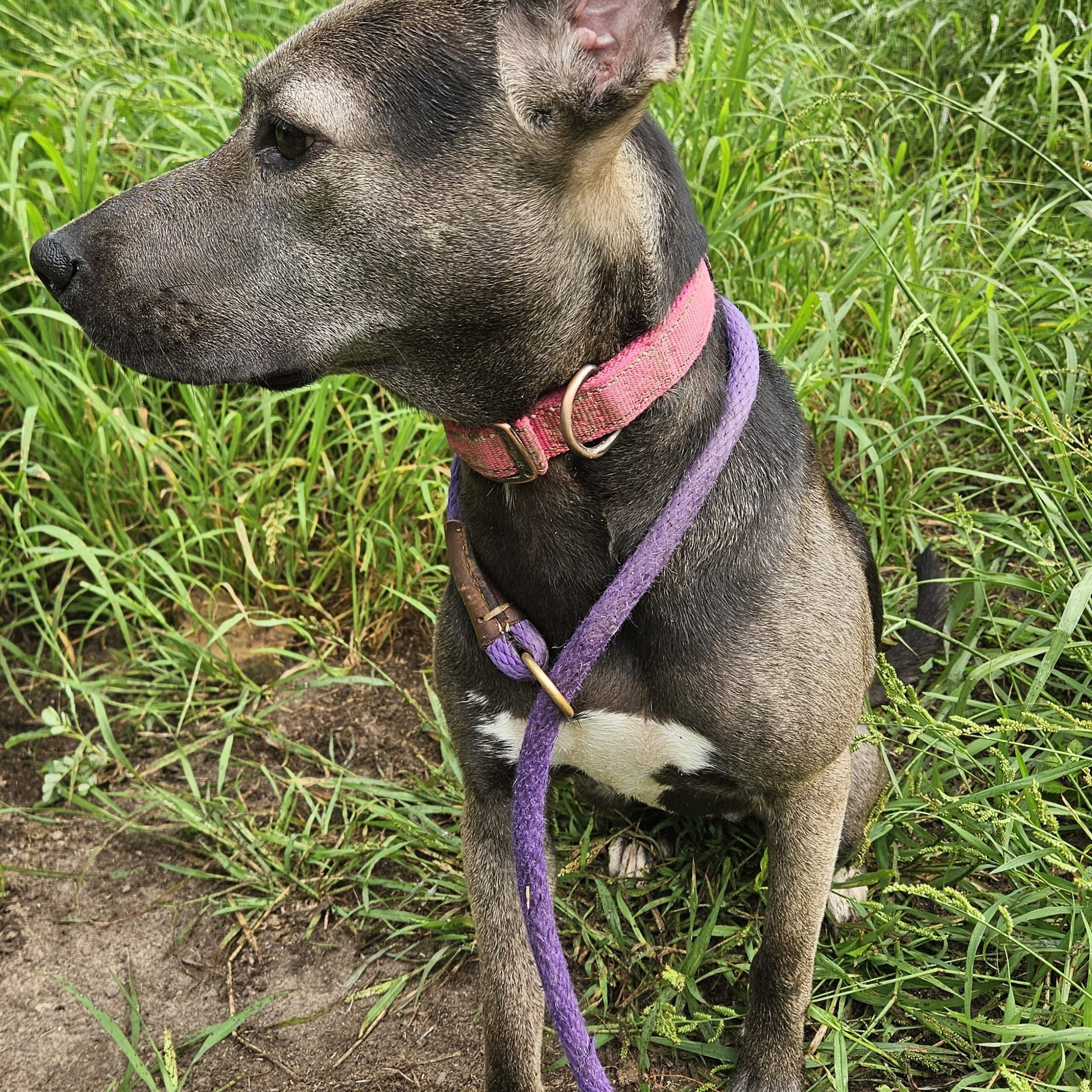 Enlarge Misty, an adopted mixed breed in Magnolia, TX image 2/5