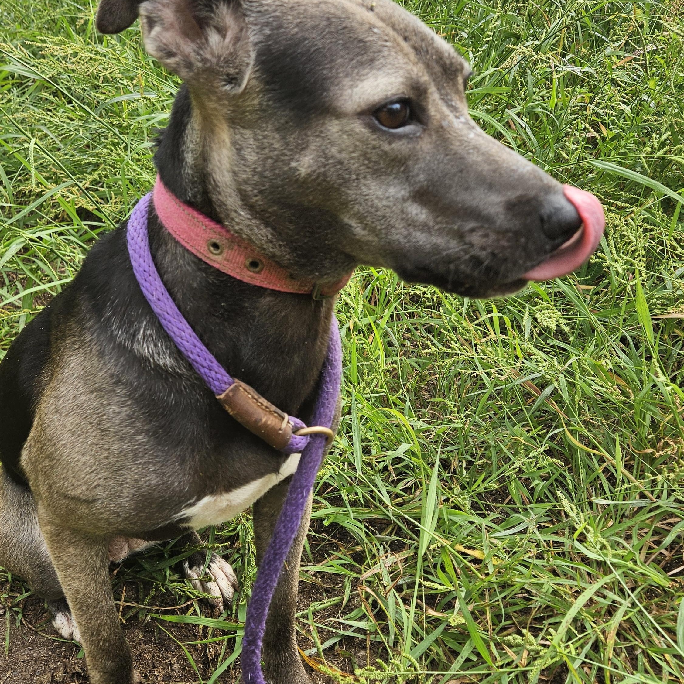 Enlarge Misty, an adopted mixed breed in Magnolia, TX image 4/5