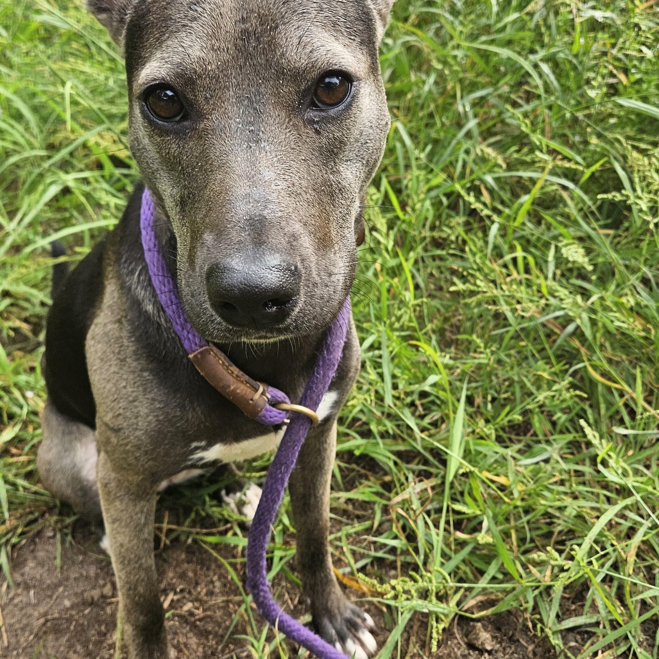 Misty, adopted, Young Female Black Labrador Retriever.
