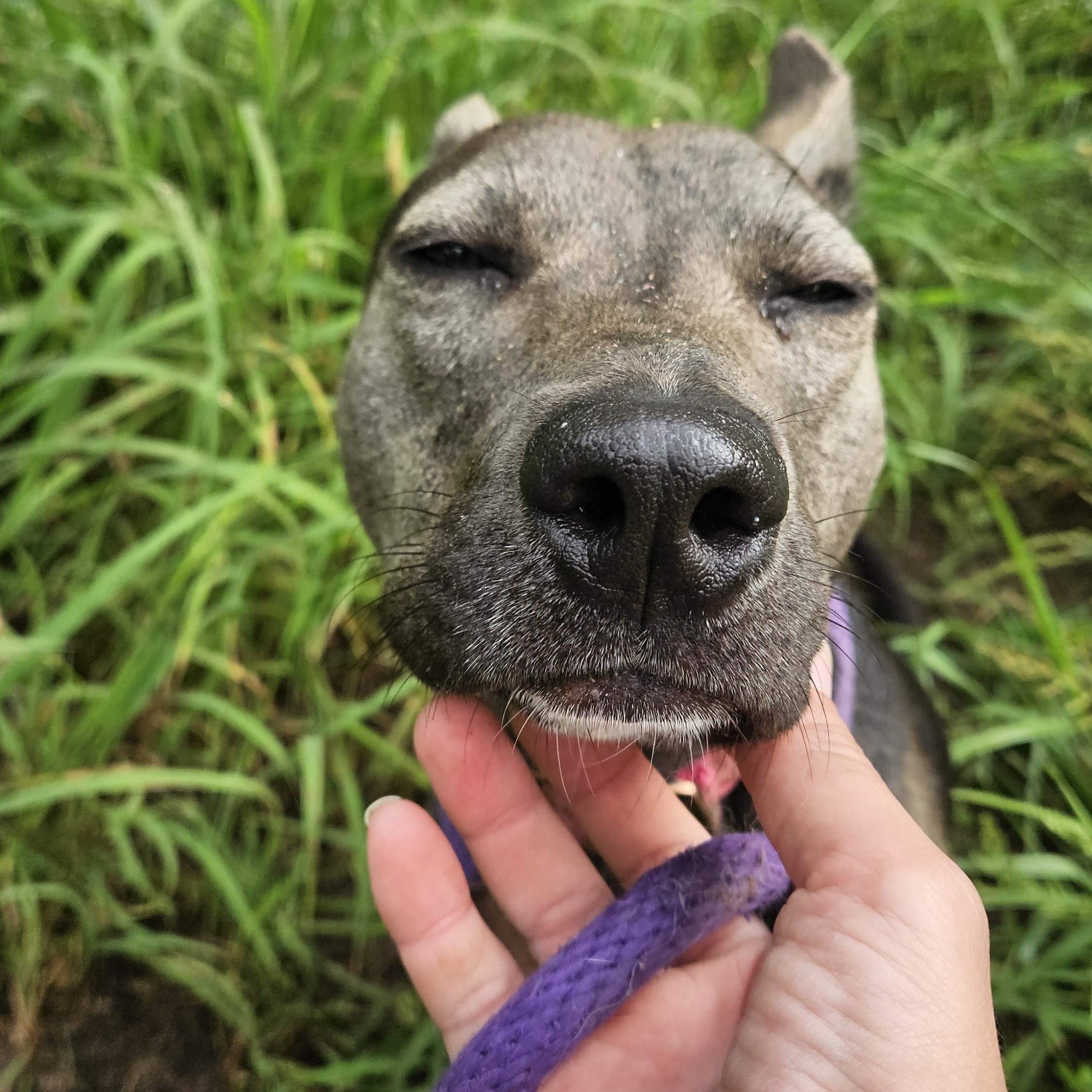 Enlarge Misty, an adopted mixed breed in Magnolia, TX image 5/5
