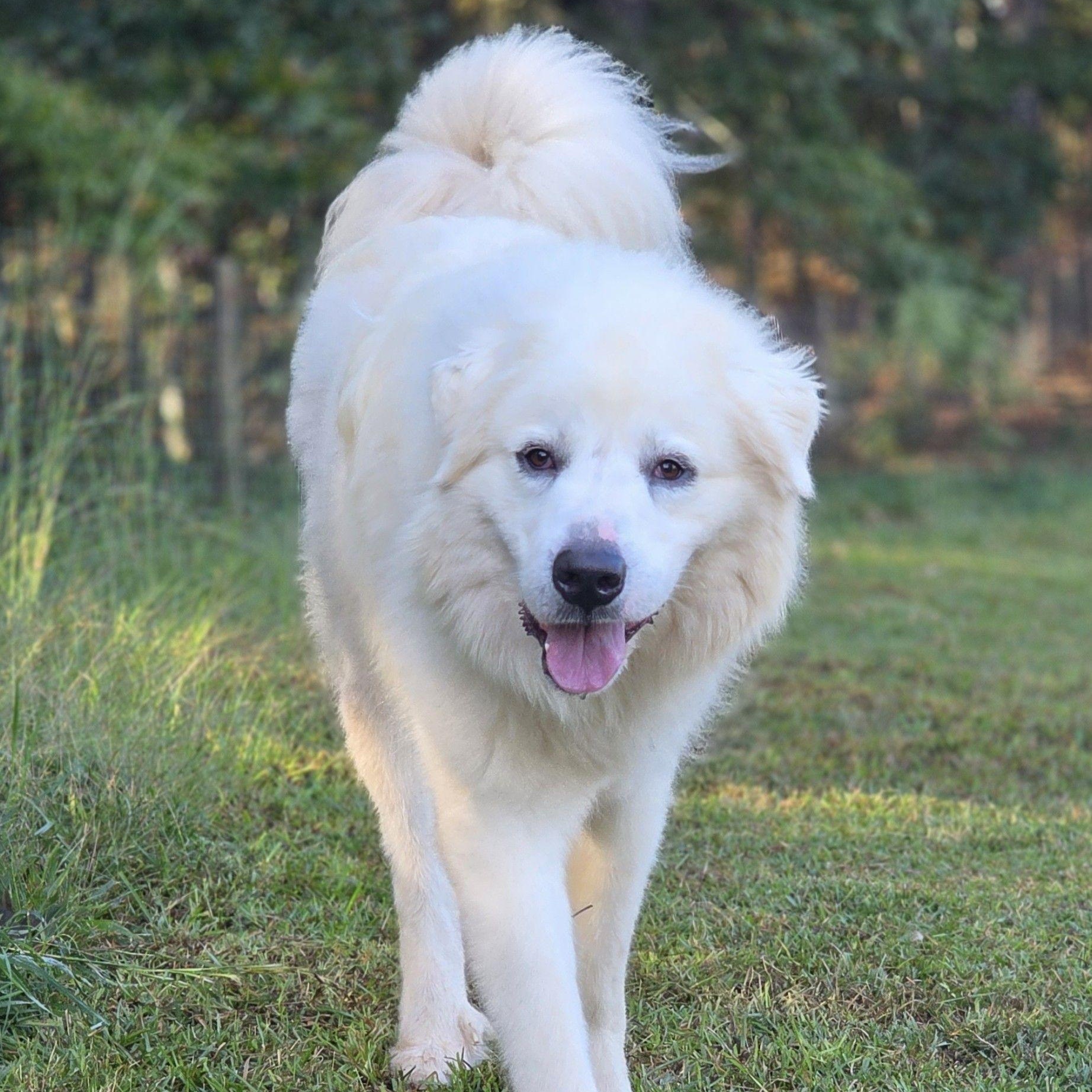 Toby Tulsa