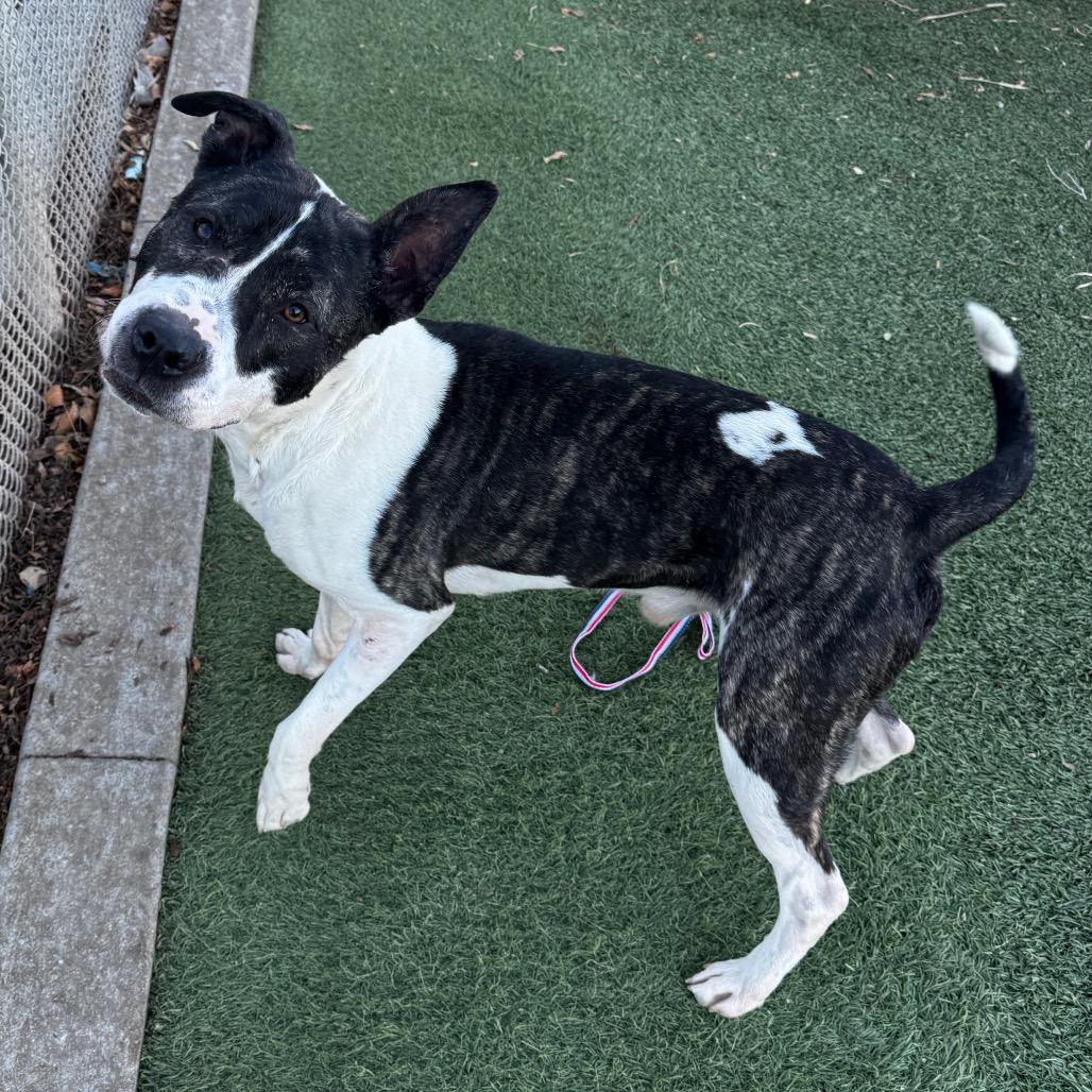 Lucky, Adoptable, Adult Male Pit Bull Terrier & Mixed Breed.