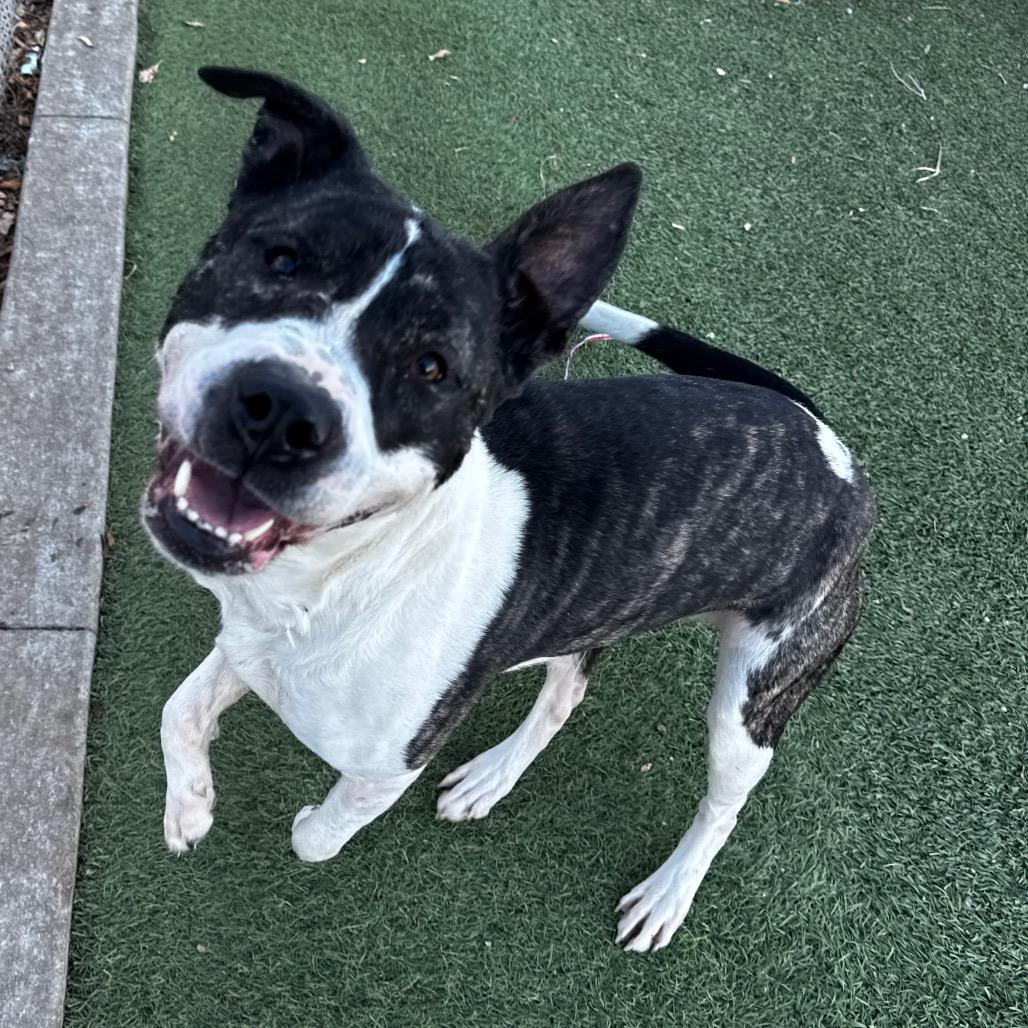 Lucky, a Adoptable mixed breed in Henderson, NV image 2/3