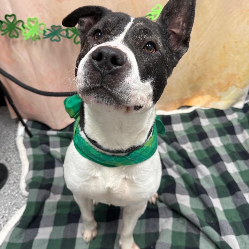 Lucky, a Adoptable mixed breed in Henderson, NV image 3/3