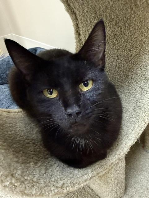 Enlarge Jasmine, a ADOPTABLE Domestic Short Hair in Medina, OH image 1/1