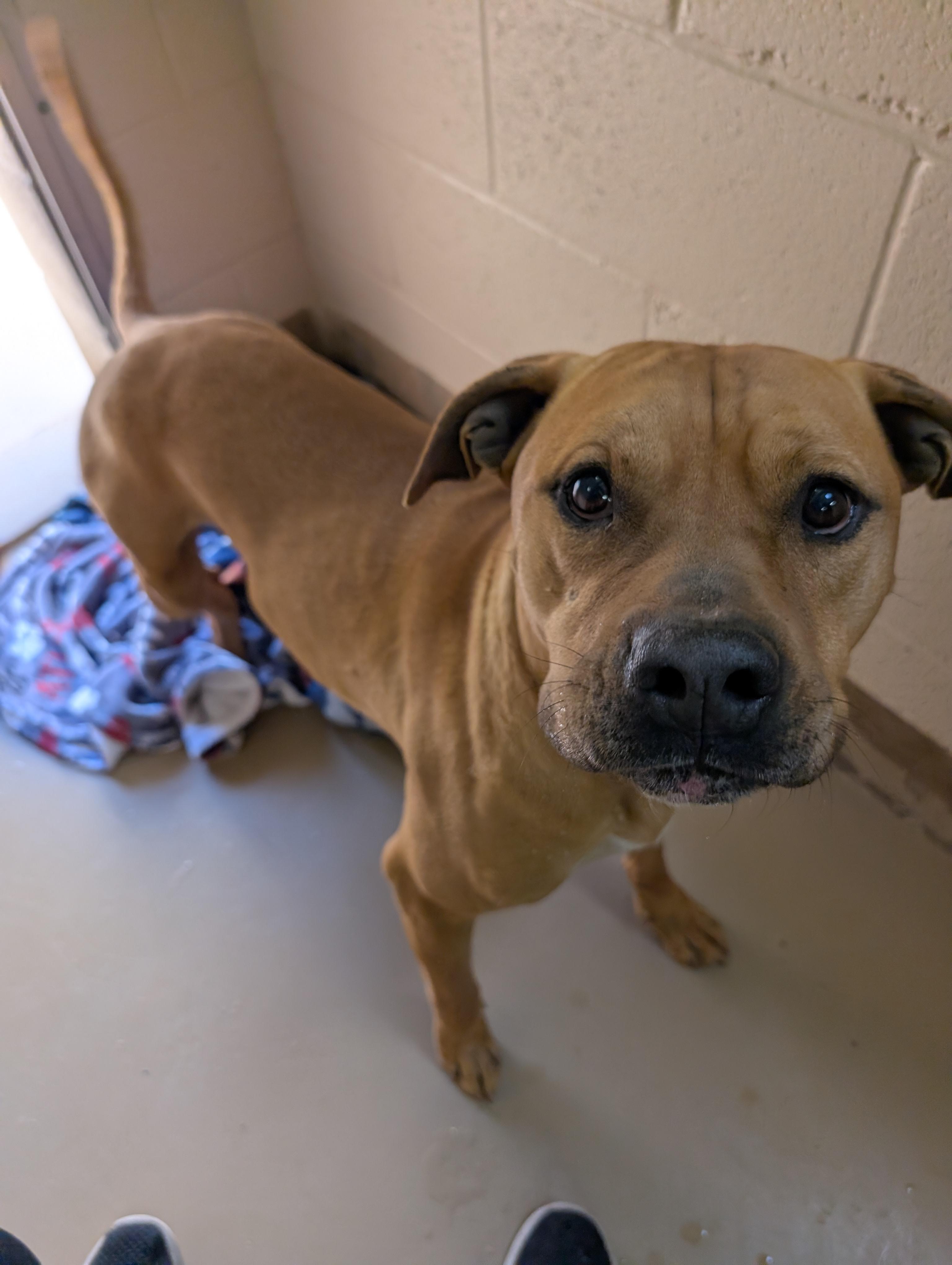 Enlarge Scooby, a ADOPTABLE Pit Bull Terrier in Sierra Vista, AZ image 2/4