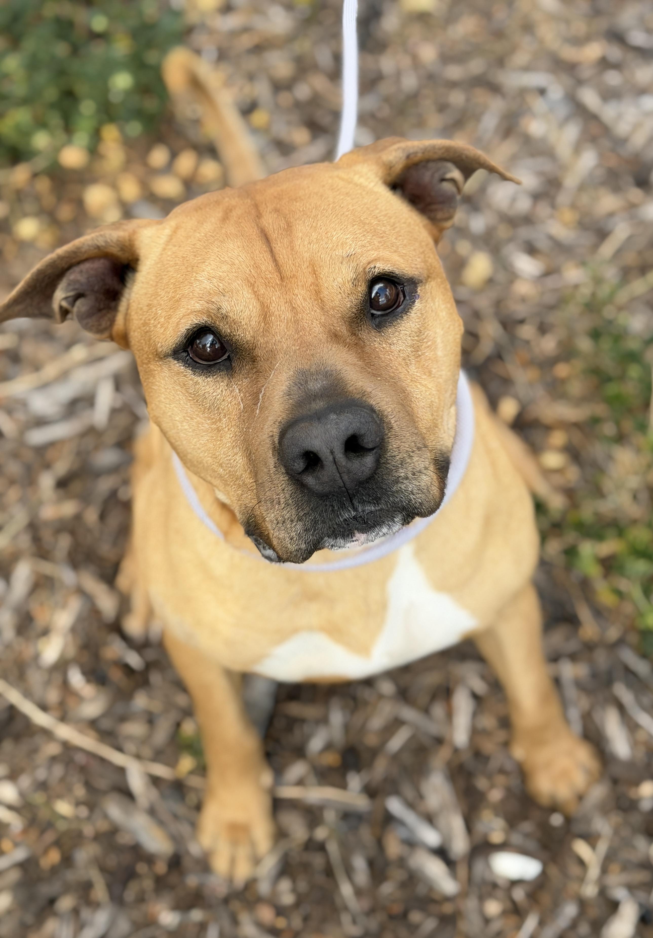 Enlarge Scooby, a ADOPTABLE Pit Bull Terrier in Sierra Vista, AZ image 3/4