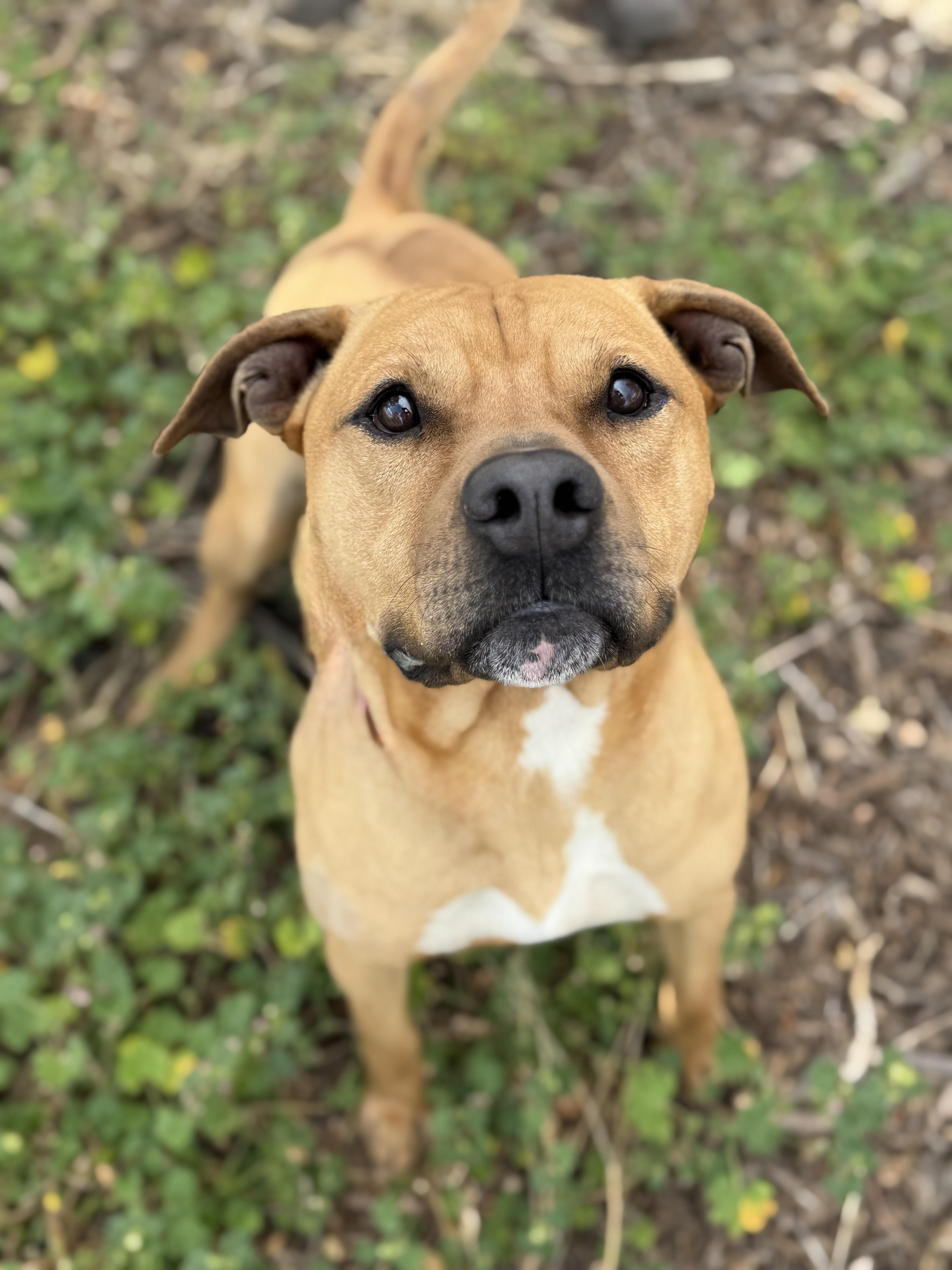 Scooby, ADOPTABLE, Adult Male Pit Bull Terrier.