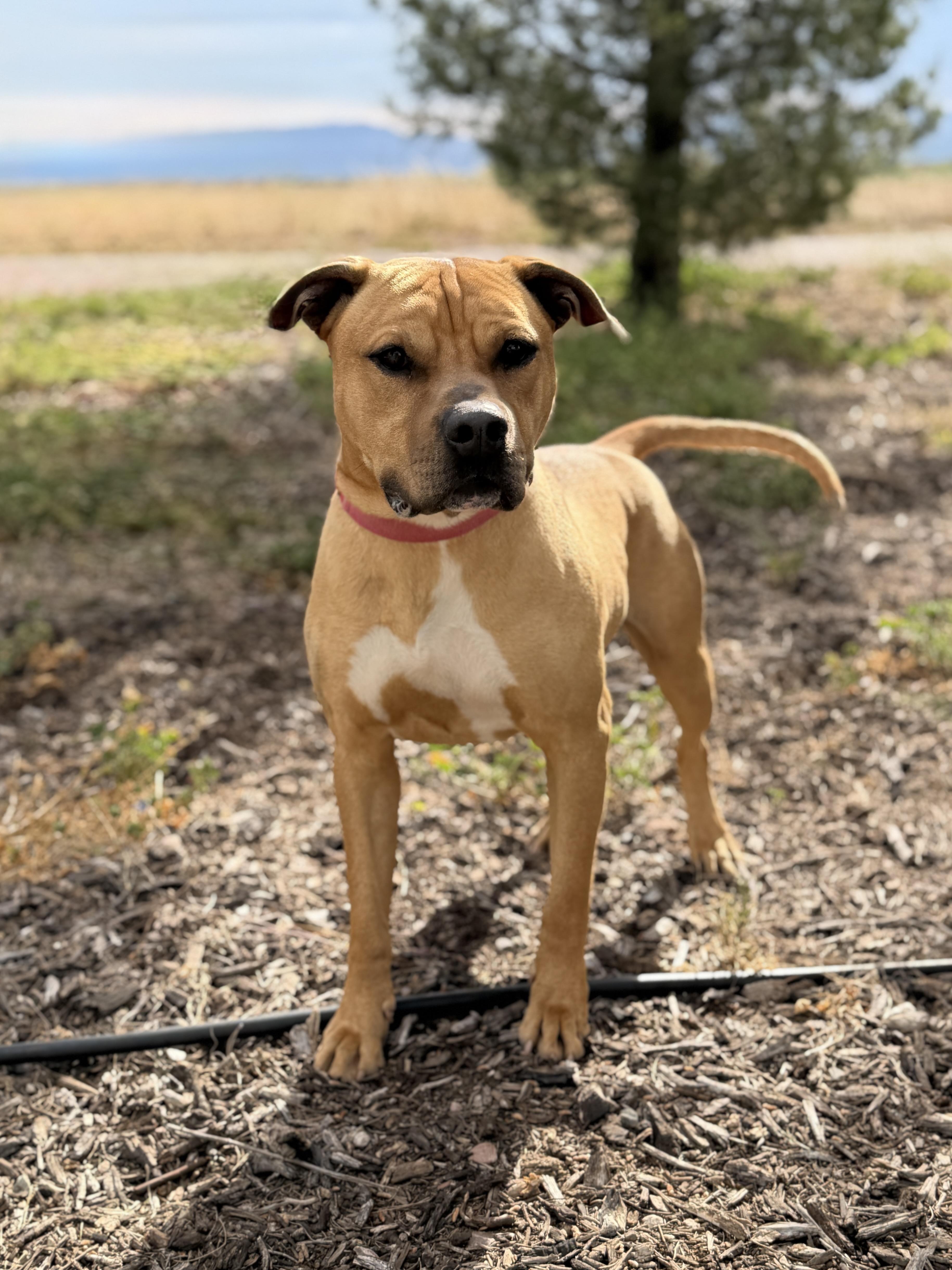 Enlarge Scooby, a ADOPTABLE Pit Bull Terrier in Sierra Vista, AZ image 4/4