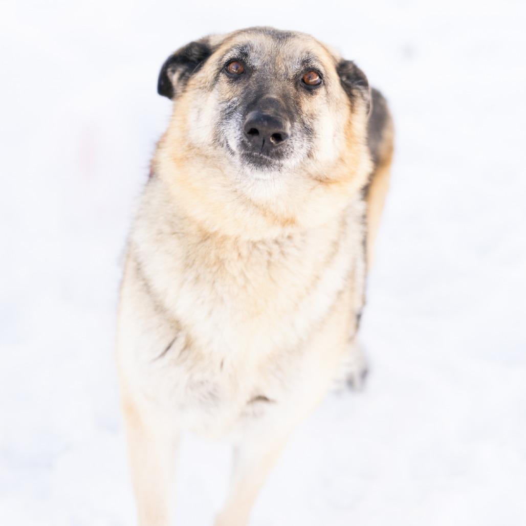 Lucy, ADOPTABLE, Adult Female German Shepherd Dog.