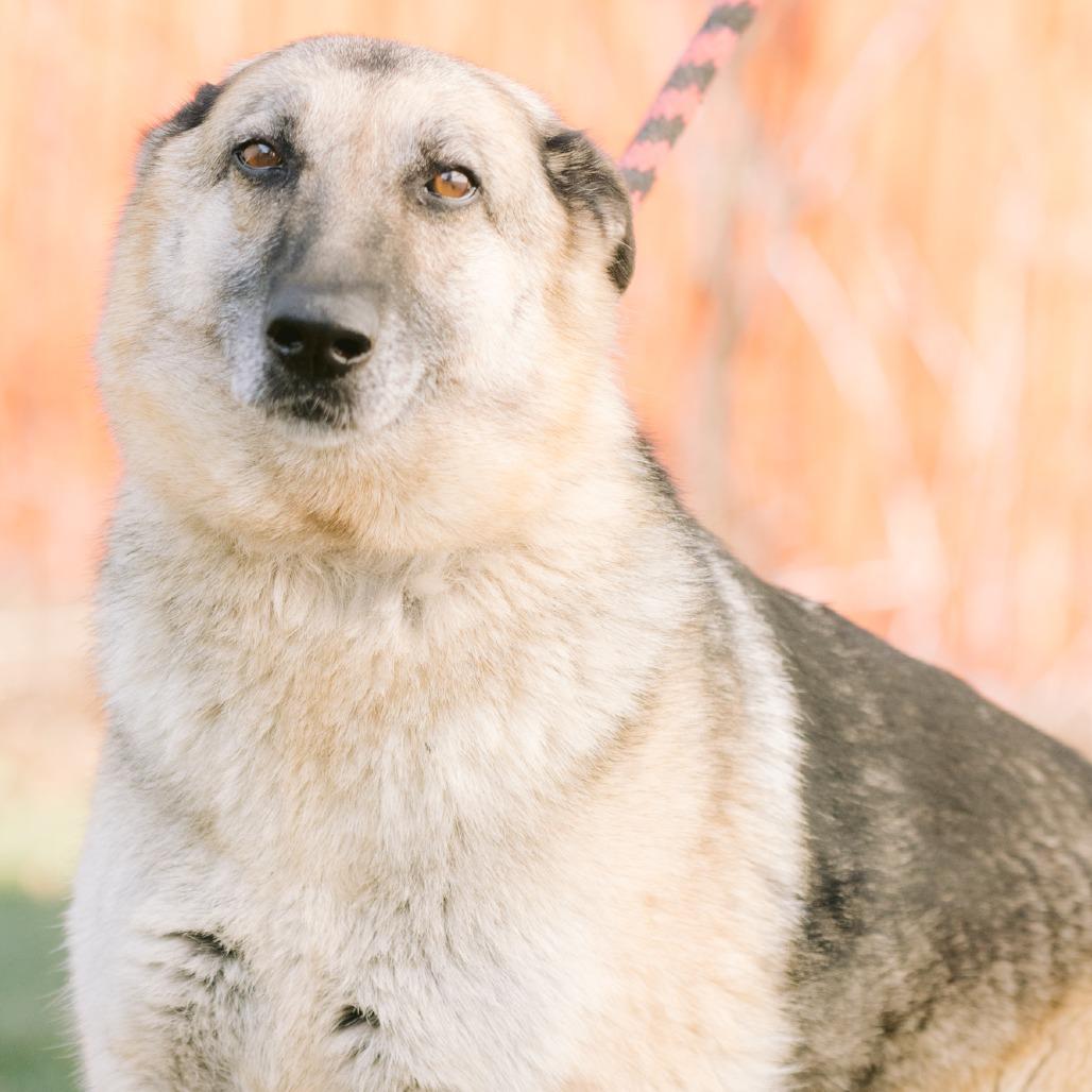 Enlarge Lucy, a ADOPTABLE German Shepherd Dog in Zionsville, IN image 3/3