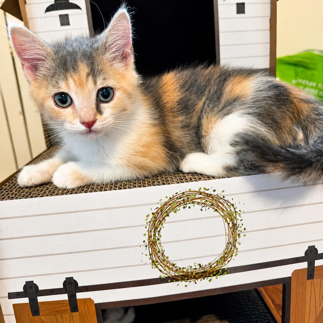 Queen Anne Chonk, Adoptable, Kitten Female Domestic Short Hair.