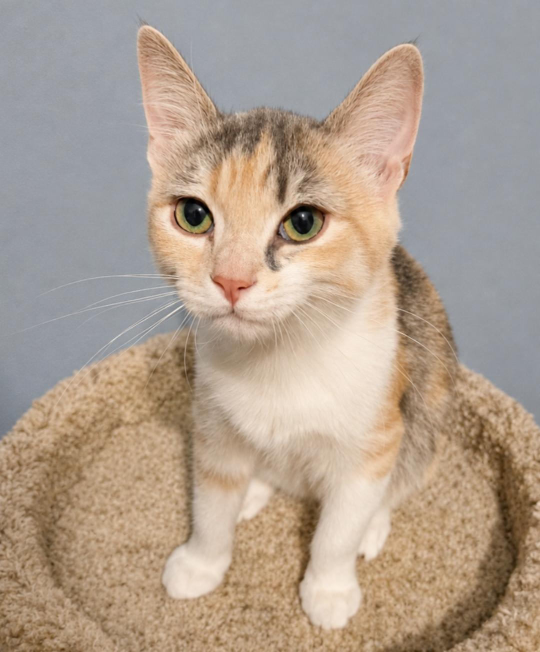 Queen Anne Chonk, adoptable, Kitten Female Domestic Short Hair.
