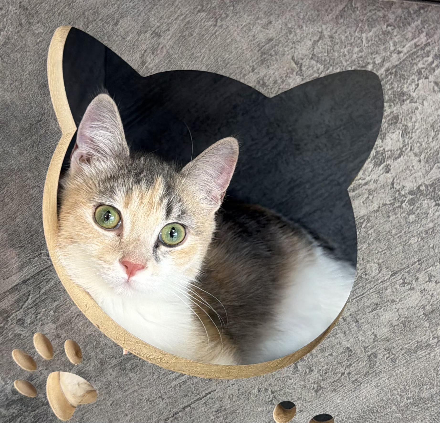 Queen Anne Chonk, Adoptable, Kitten Female Domestic Short Hair.