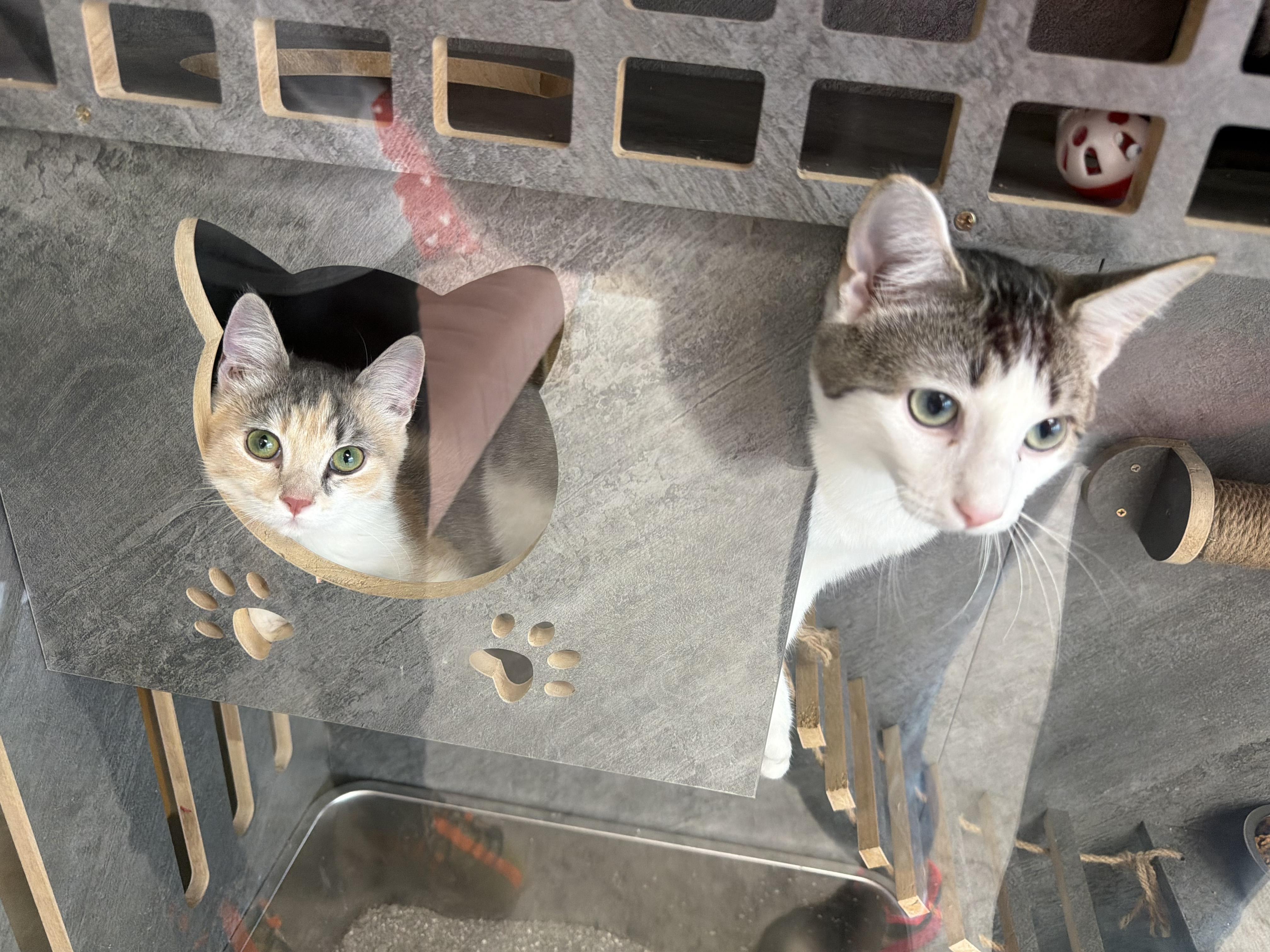 Enlarge Queen Anne Chonk, a Adoption Pending Domestic Short Hair in Alexandria, VA image 4/4