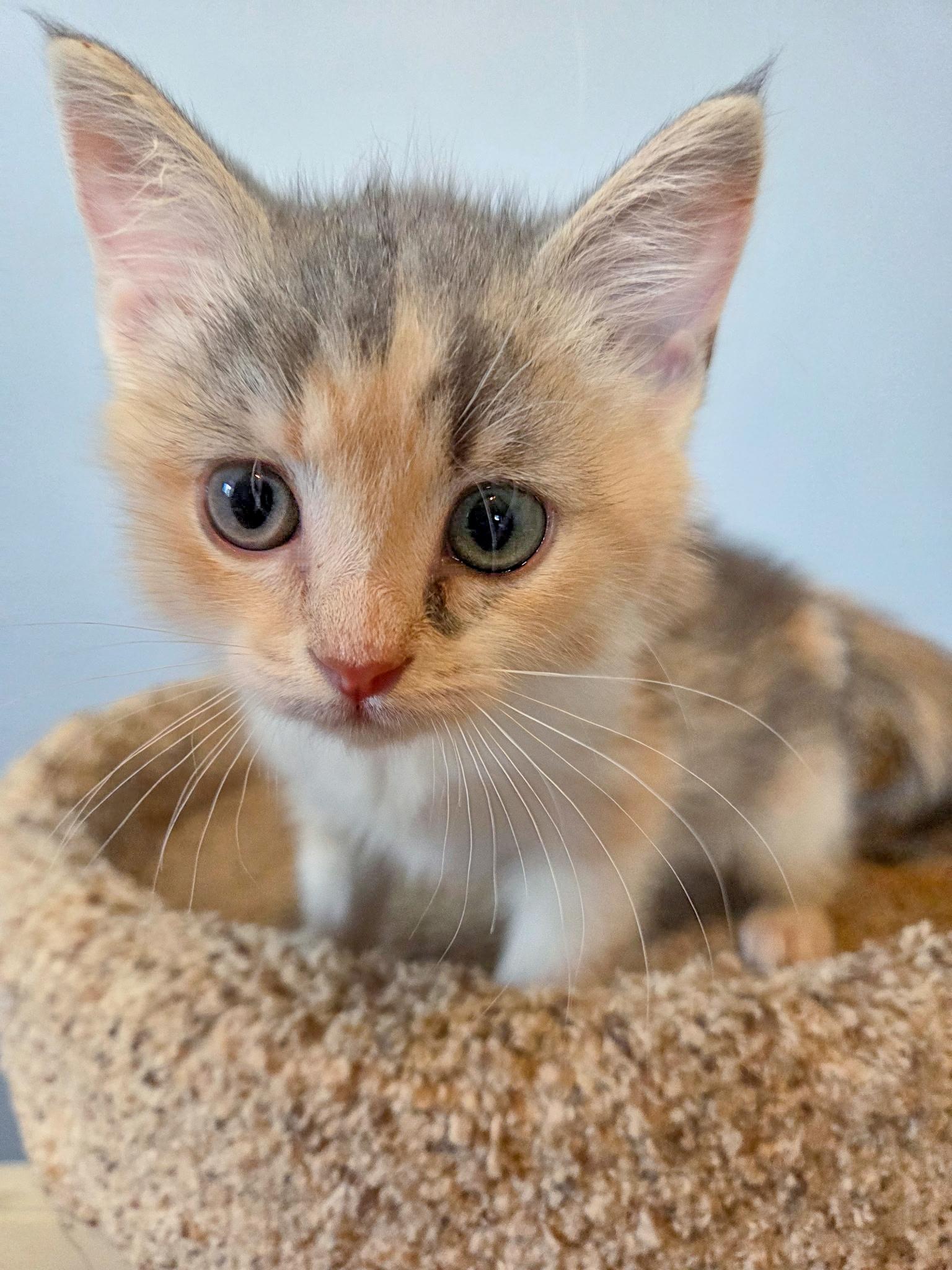 Enlarge Queen Anne Chonk, a Adoptable Domestic Short Hair in Alexandria, VA image 2/3