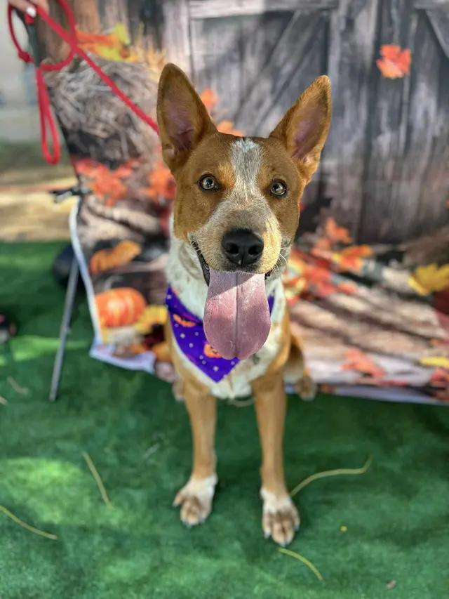 Pablo, Adoptable, Adult Male Australian Cattle Dog / Blue Heeler.