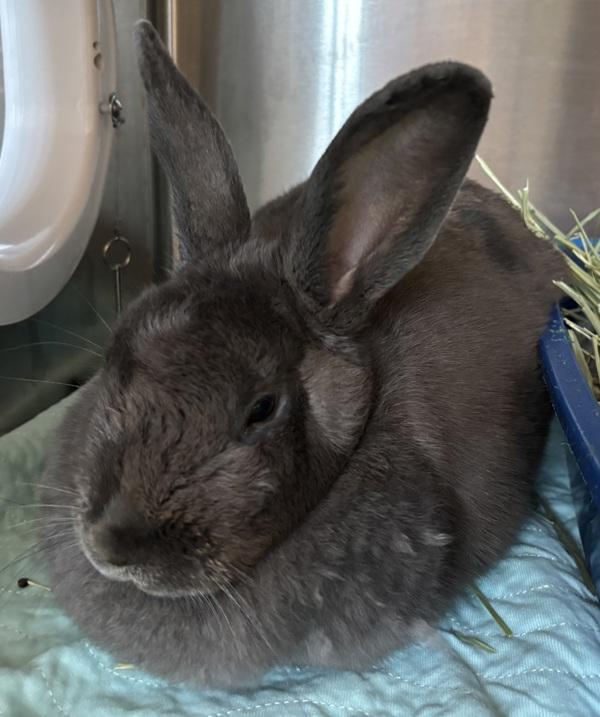 Enlarge Mr. Bunny, a Adoptable mixed breed in Ridgewood, NY image 1/1