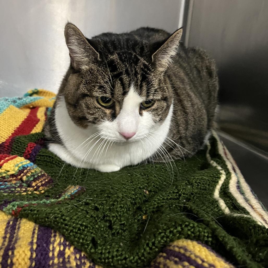 Boo, Adoptable, Senior Female Domestic Short Hair.