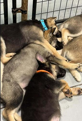 Enlarge Quinn, a ADOPTABLE mixed breed in Brunswick, OH image 4/6