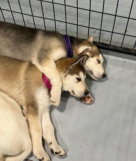 Enlarge Quinn, a ADOPTABLE mixed breed in Brunswick, OH image 5/6