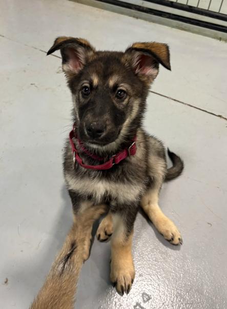 Quinn, ADOPTABLE, Puppy Female German Shepherd Dog & Siberian Husky.
