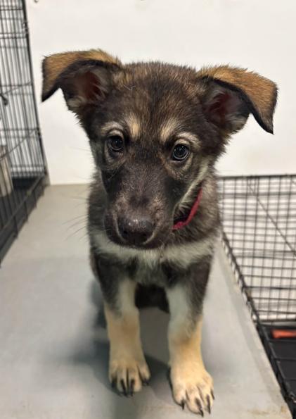 Enlarge Quinn, a ADOPTABLE mixed breed in Brunswick, OH image 2/6