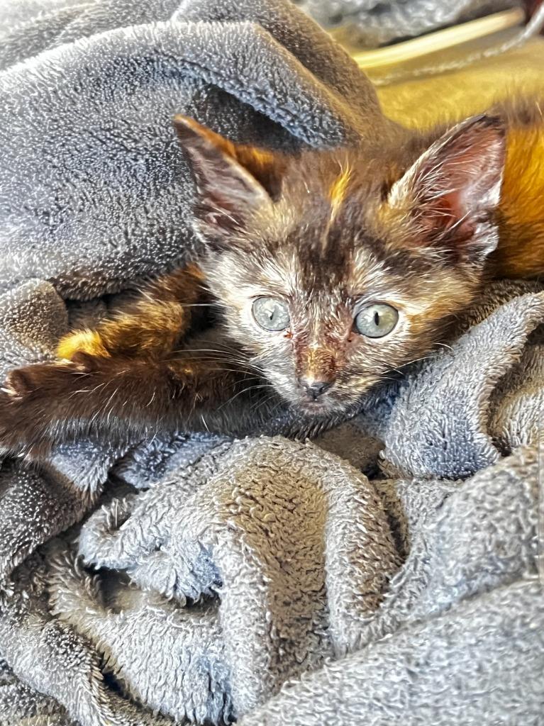 Myrtle, Adoptable, Kitten Female Domestic Short Hair.