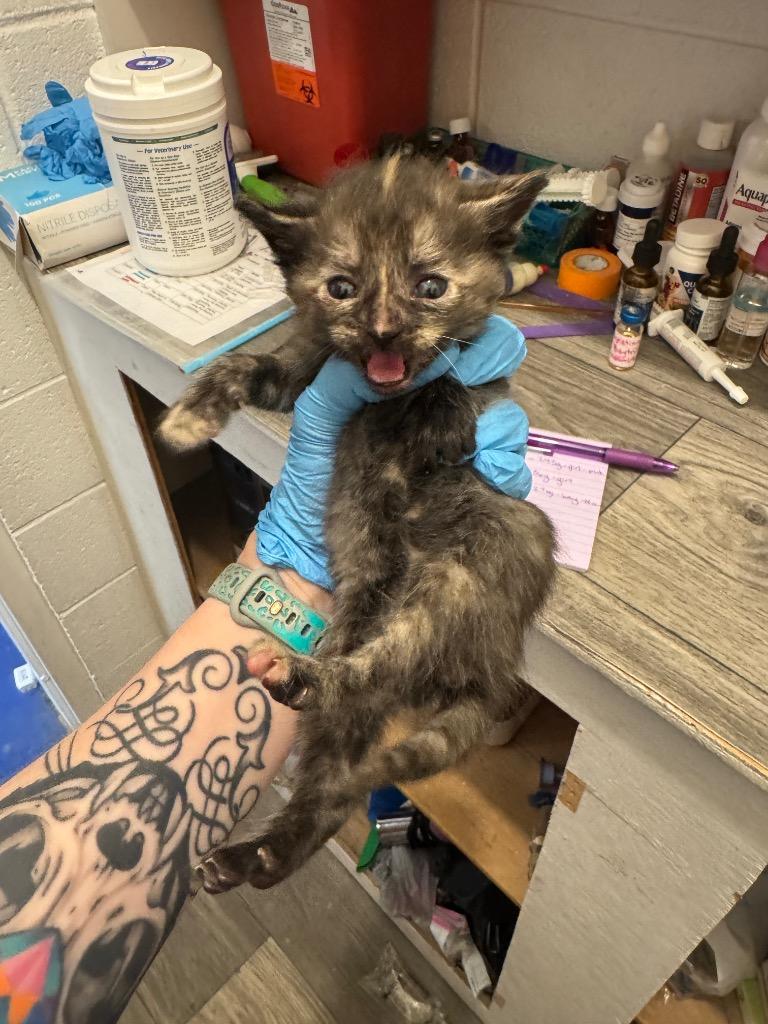 Enlarge Myrtle, a Adoptable mixed breed in Johnson City, TN image 2/2