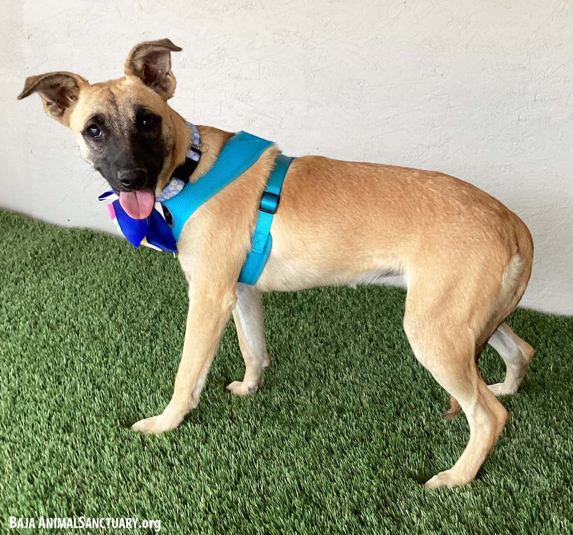 Mamie, a Adoptable mixed breed in San Diego, CA image 2/4