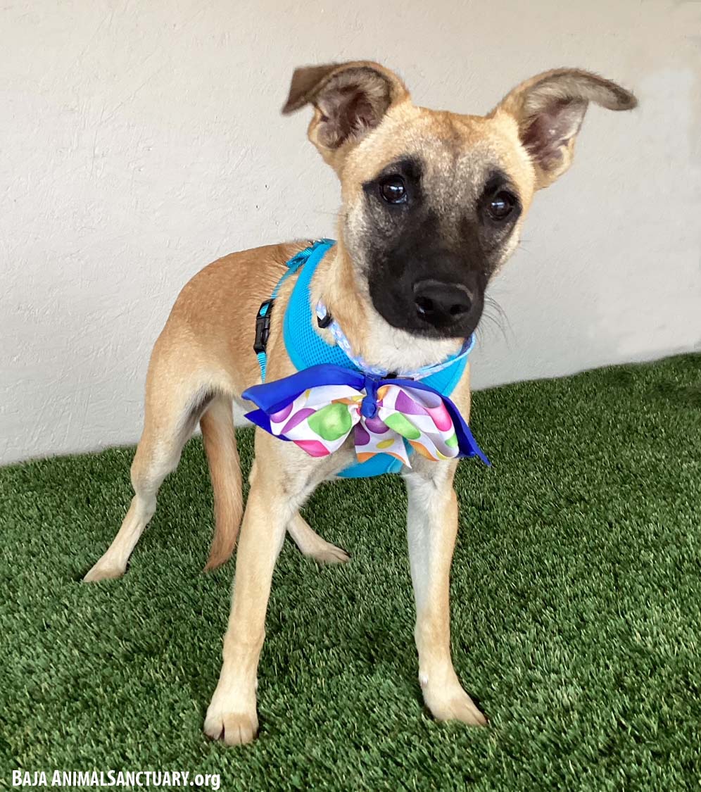 Mamie, a Adoptable mixed breed in San Diego, CA image 3/4