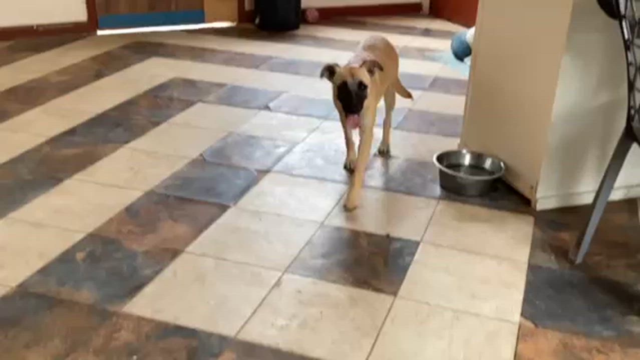 Enlarge Mamie, a Adoptable mixed breed in San Diego, CA video 4/4