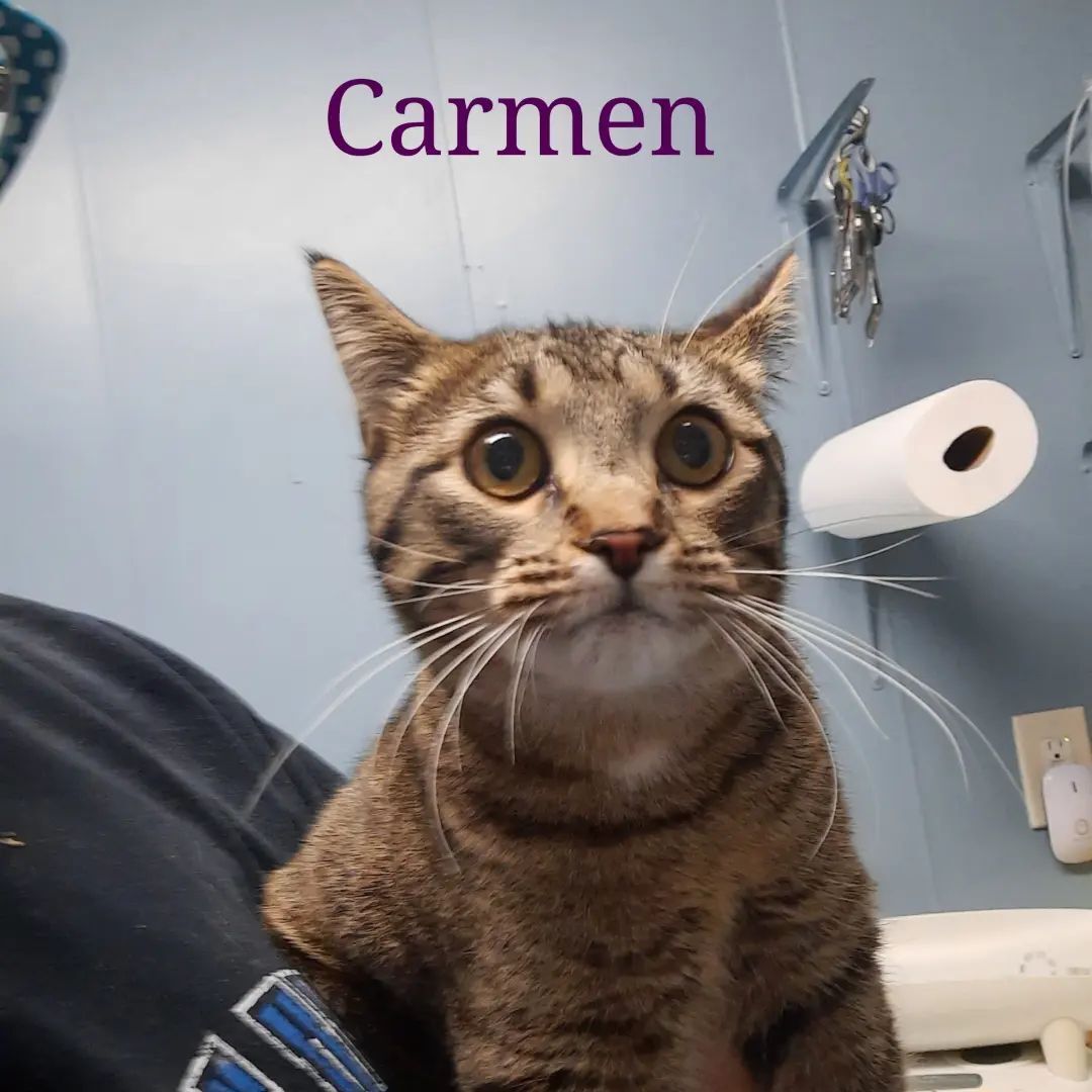 Carmen, Adoptable, Adult Female Domestic Short Hair.