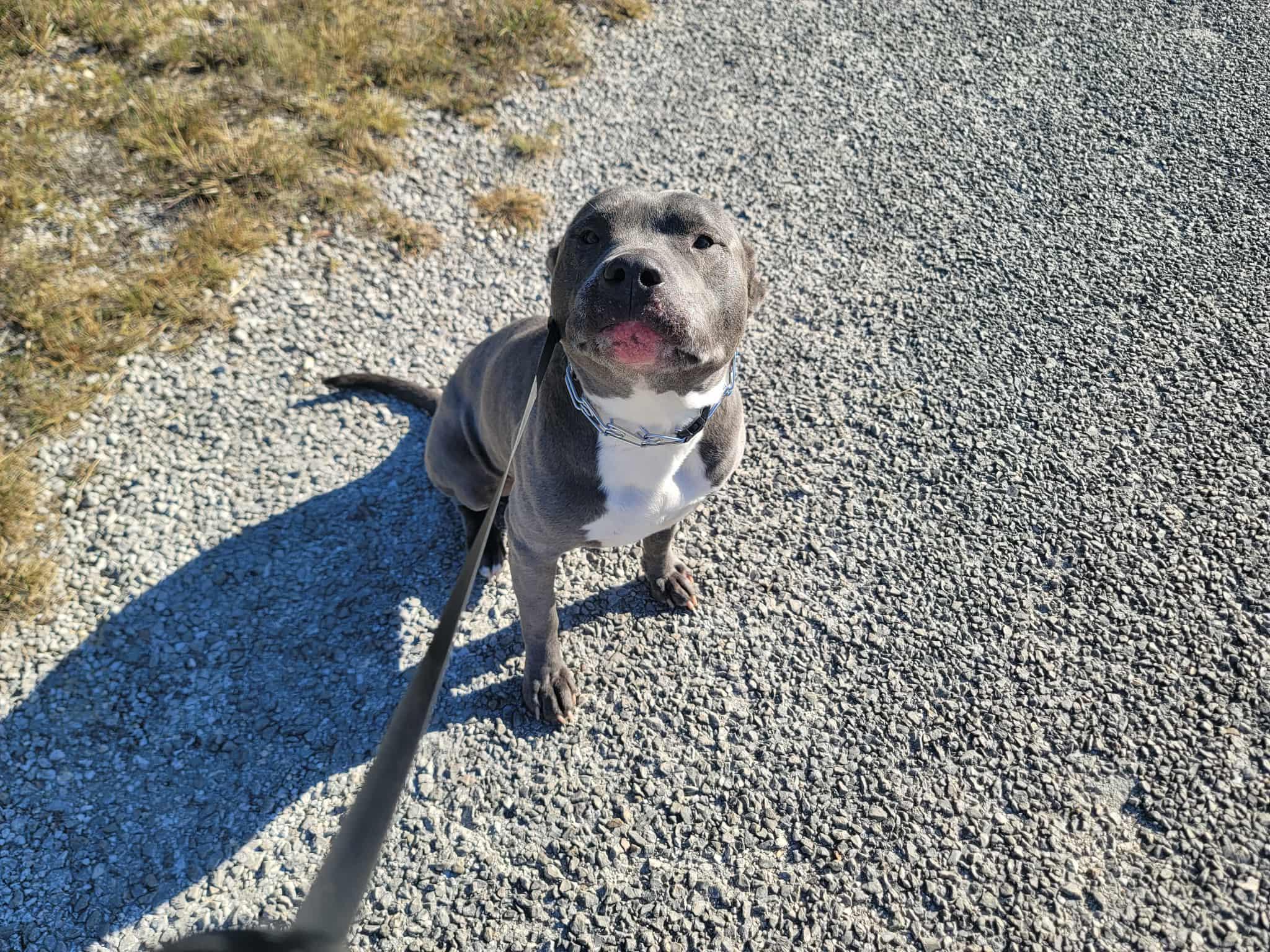 Diesel, a Adoptable American Staffordshire Terrier in Buffalo, NY image 2/5