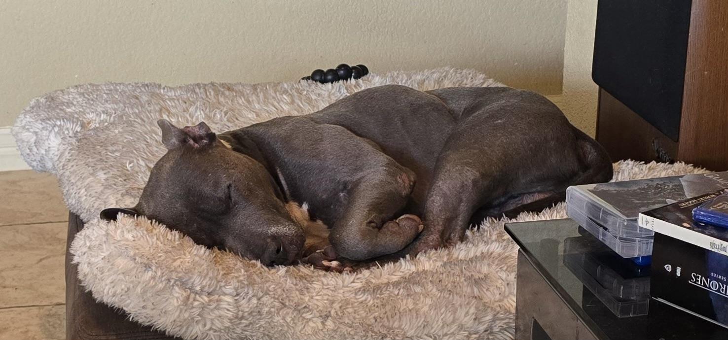 Diesel, a Adoptable American Staffordshire Terrier in Buffalo, NY image 5/5