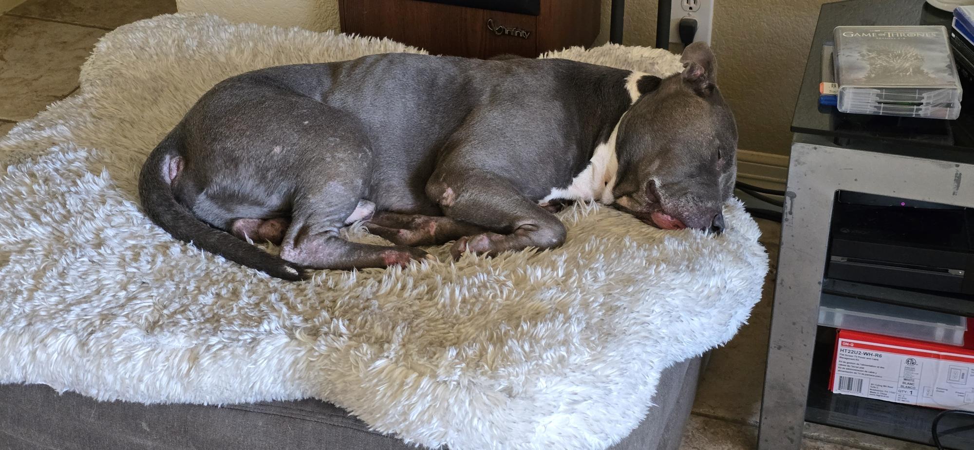 Diesel, a Adoptable American Staffordshire Terrier in Buffalo, NY image 3/5