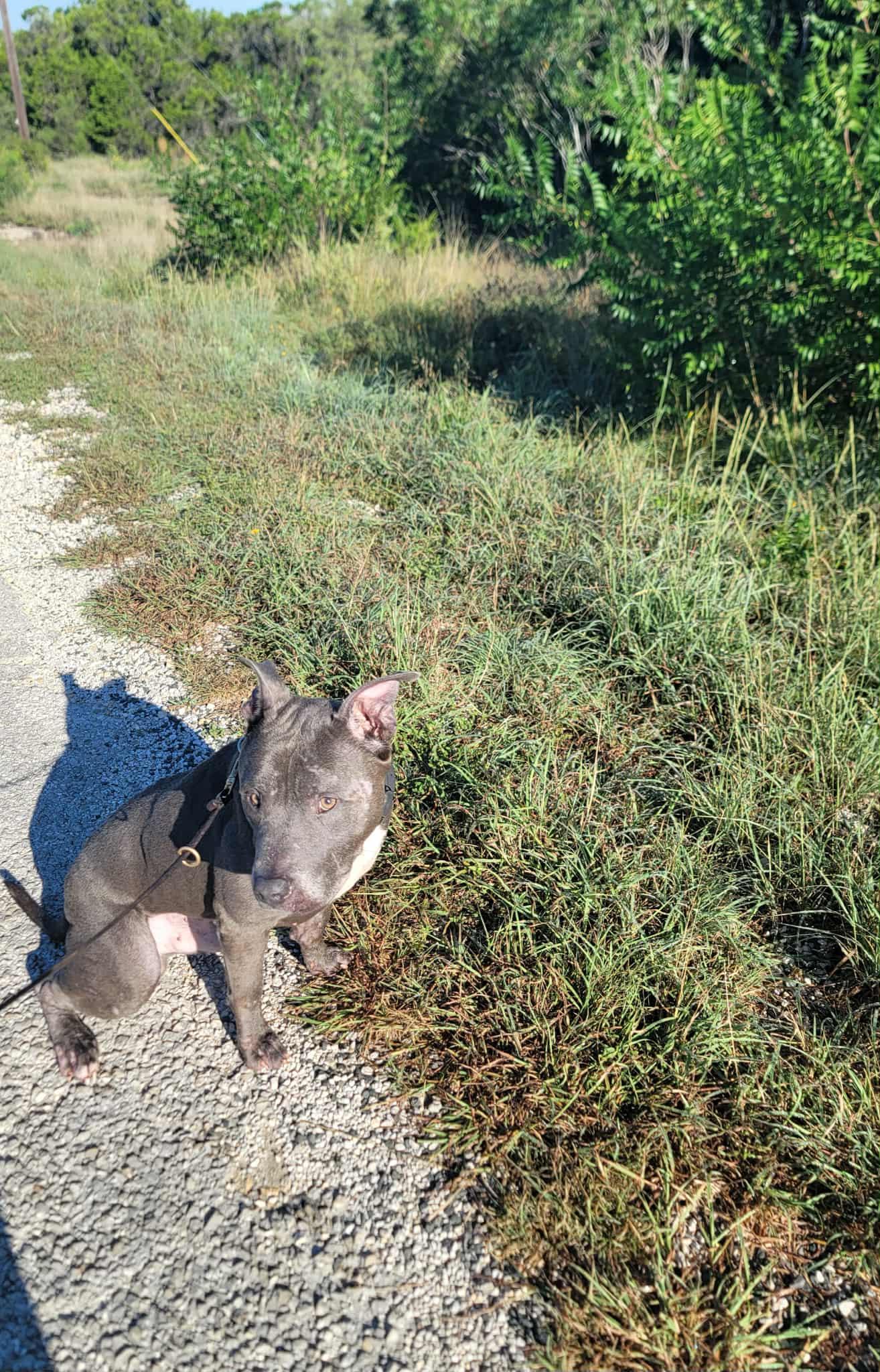 Diesel, Adoptable, Senior Male American Staffordshire Terrier.