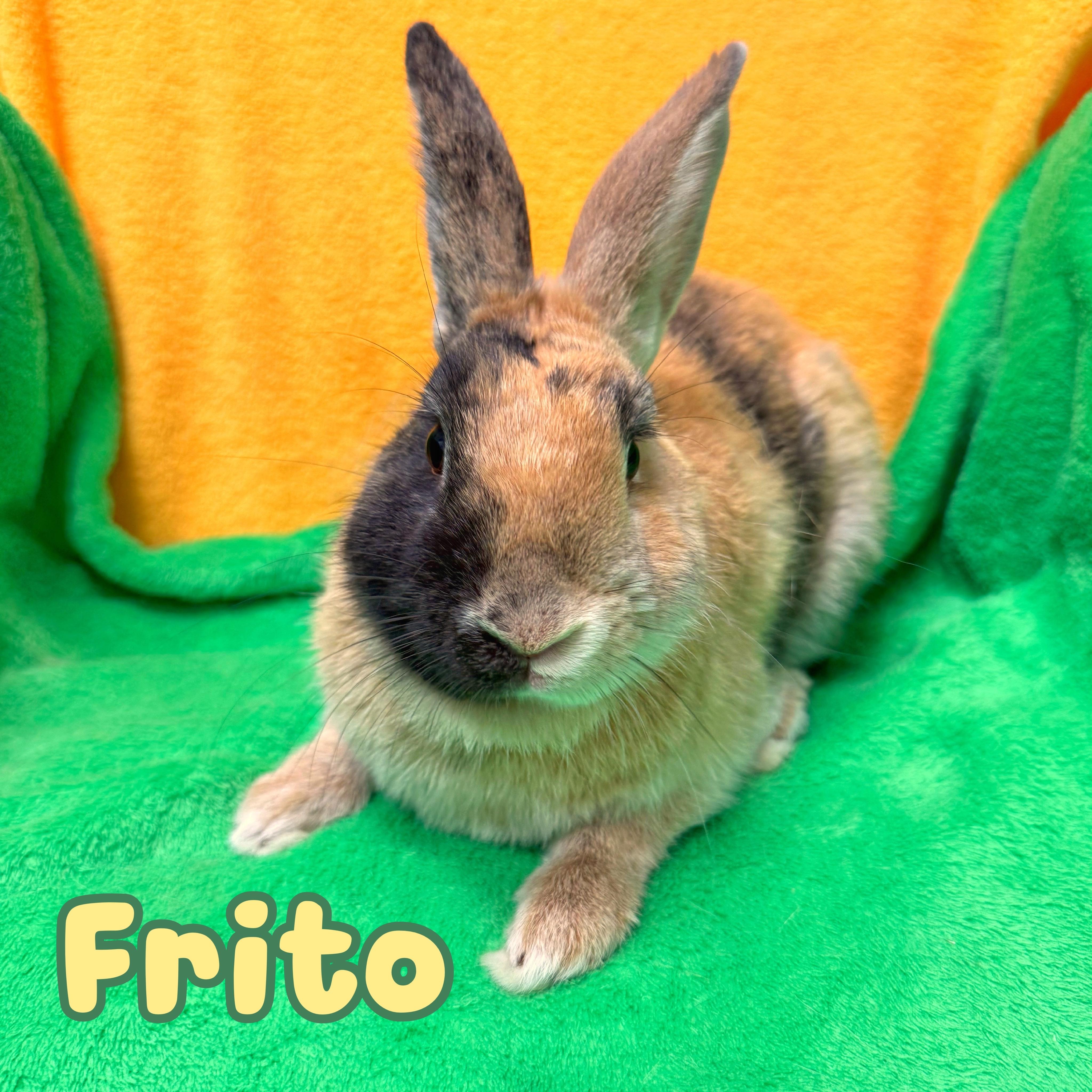 Frito, ADOPTABLE, Adult Male Harlequin.
