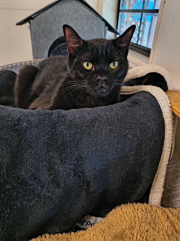Enlarge Ji Ji, a Adoptable mixed breed in Berlin, MD image 1/1
