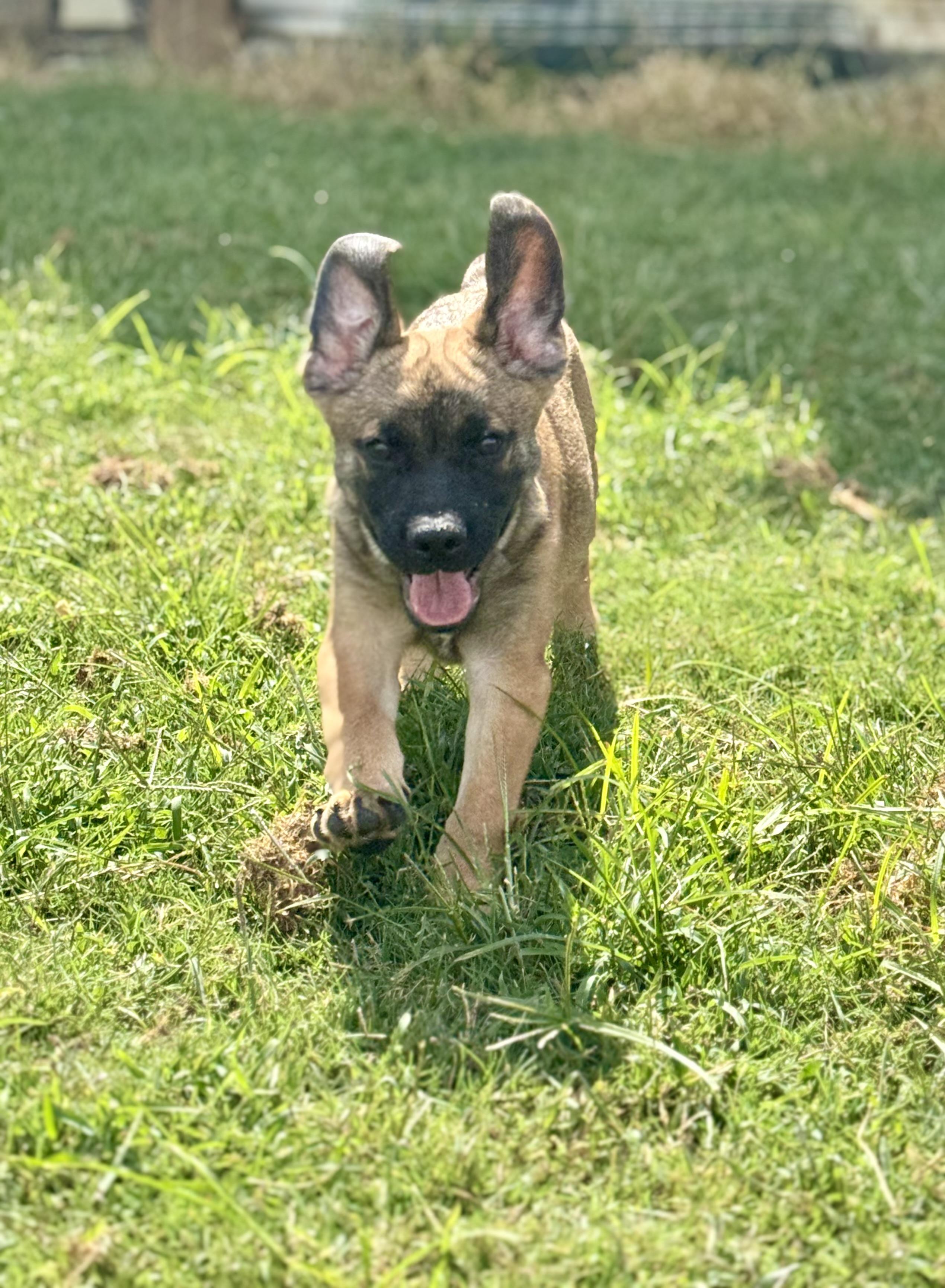 ZEUS