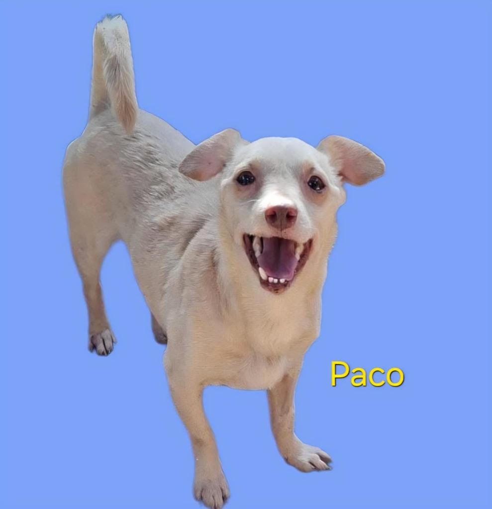 Paco, Adoptable, Adult Male Mixed Breed.