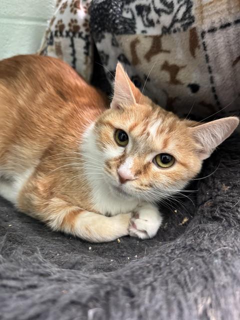 MAYBELLE, Adoptable, Young Female Domestic Short Hair.