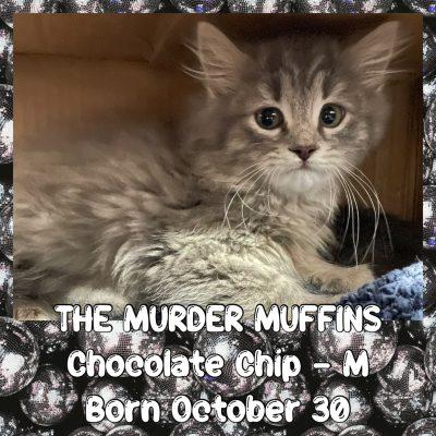 Enlarge Chocolate Chip "Chip", a Adopted Tabby in Salida, CA image 1/1